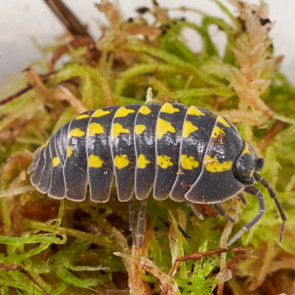 Armadillidium gestroi Assel | DNZ