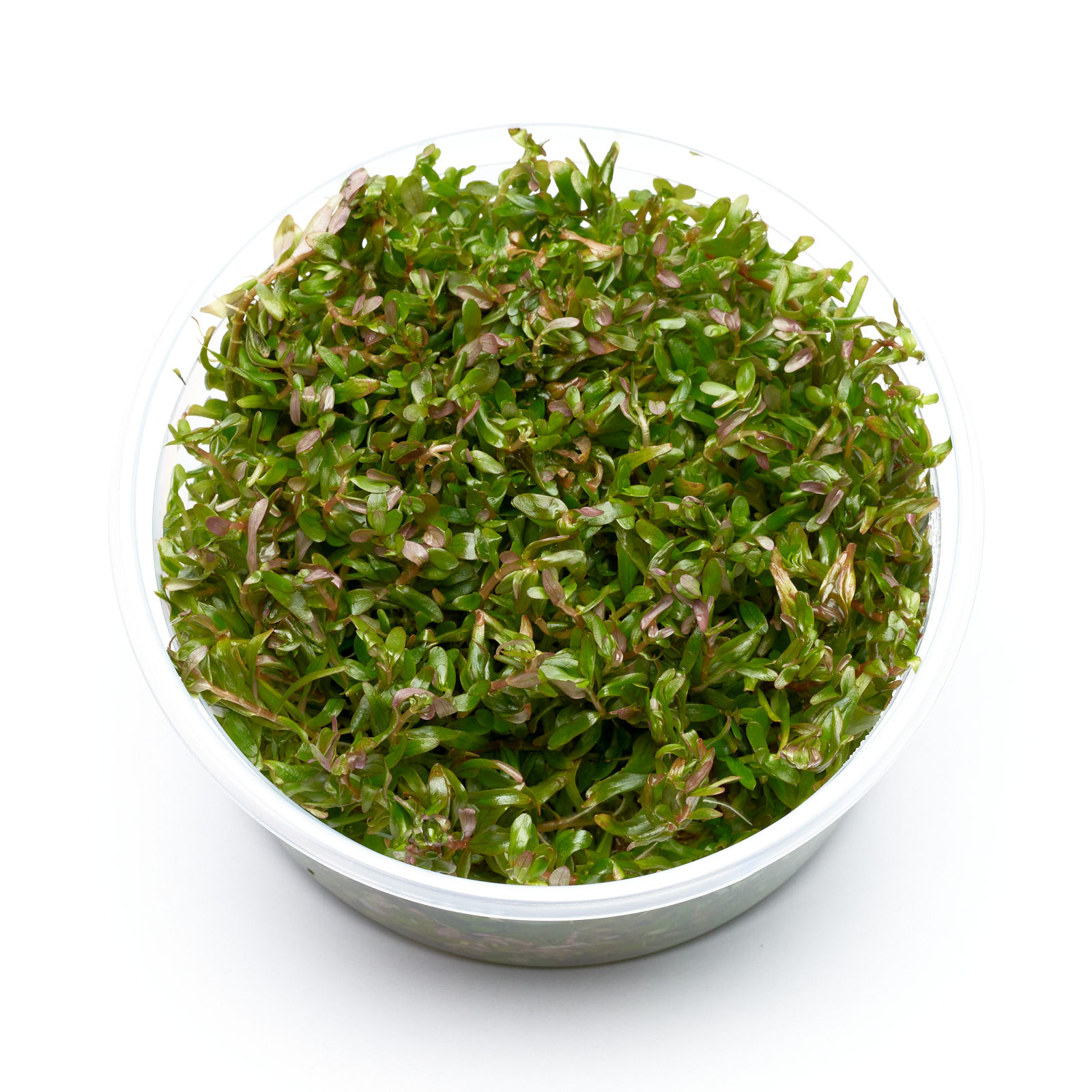 Rotala H'Ra im XL-In-vitro-Becher