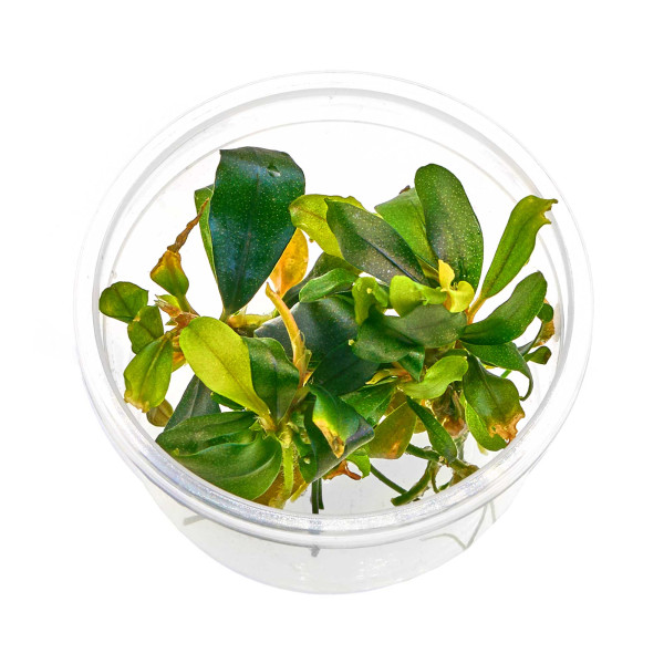 Bucephalandra lamandau "Mini Red" - Baby Plant Mini-Ableger