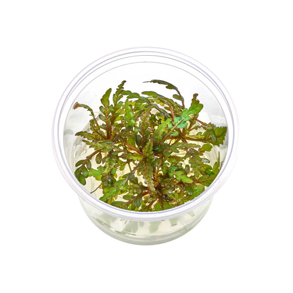 USCAPE Wabi-Kusa Erectus Forrest - Flaschengartenset Hygrophila Pinnatifida