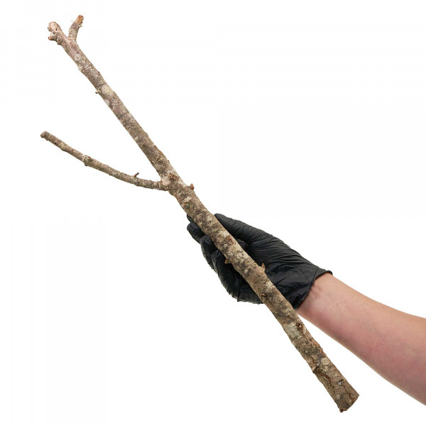 Naturkorkäste für Terrarium| Kork-Tronchos - ca. 60cm Einzeln
