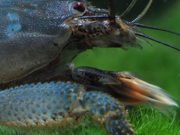 Blaue Monsterfächergarnele, Gabun-Riesenfächergarnele, Atya gabonensis