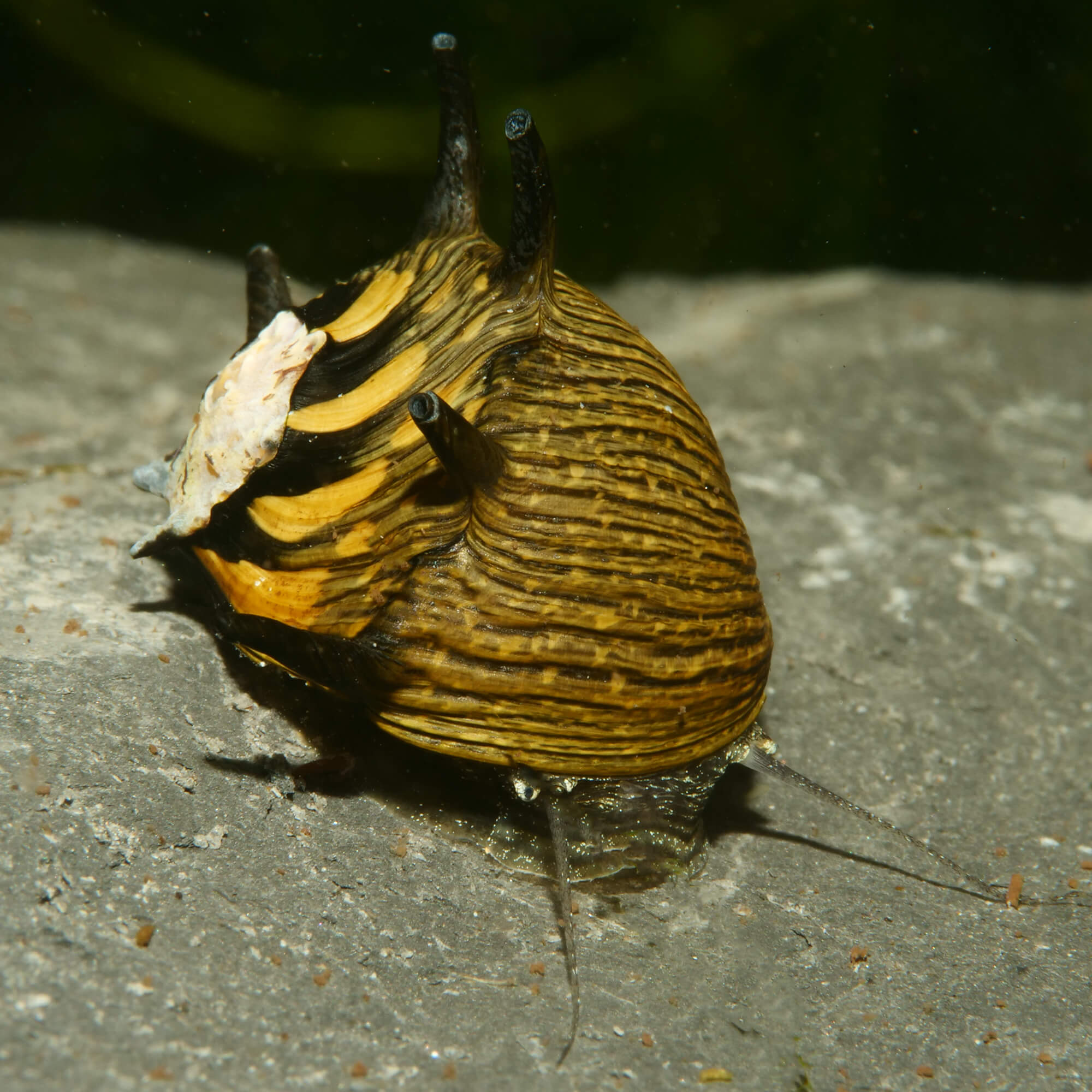 Geweihschnecke Sun Algenfresser