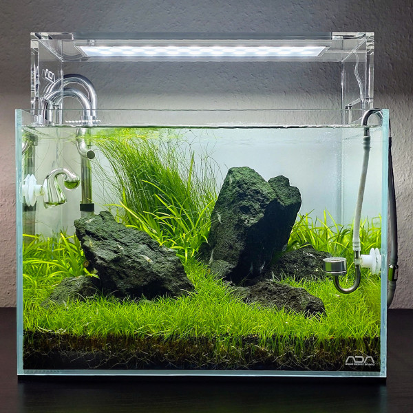 ada mini M iwagumi layout mit eleocharis mini und helanthium