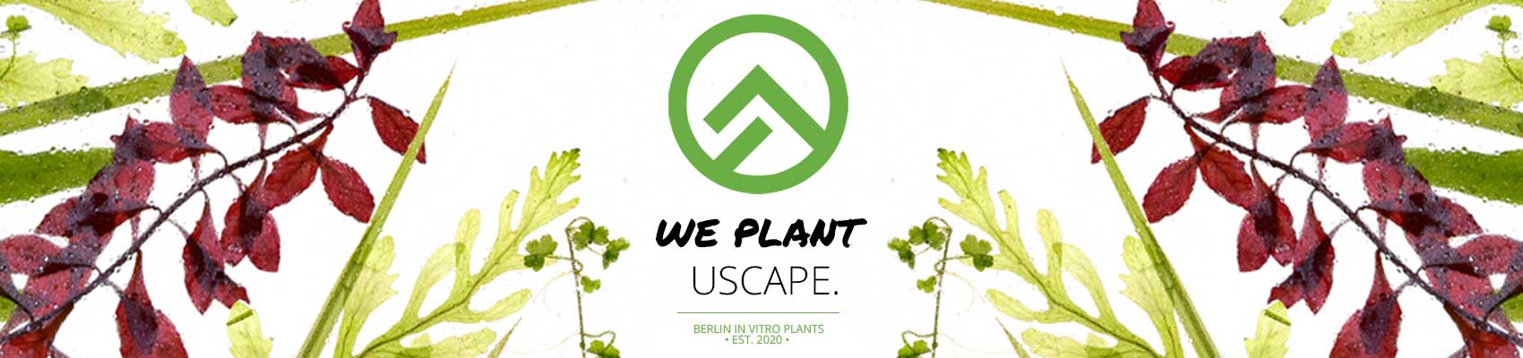 In-vitro Pflanzen