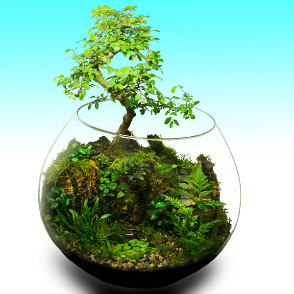 Greenscaping Wabi Care | Wabi-Kusa Pflege + Dünger