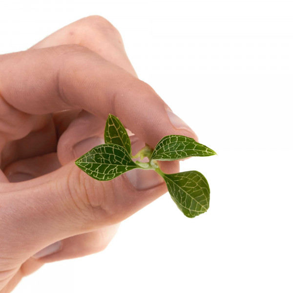 Silberne Juwelorchidee in Hand