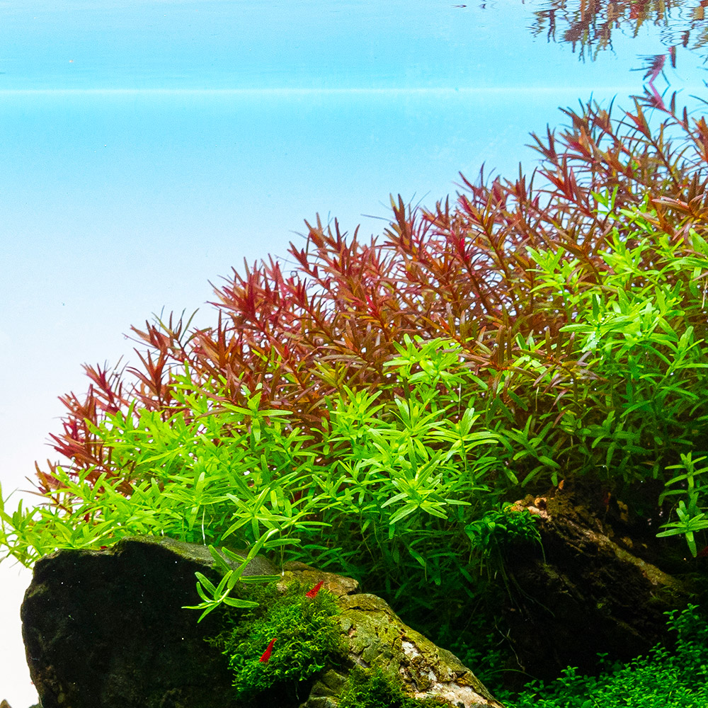 Rotala rotundifolia "Green"