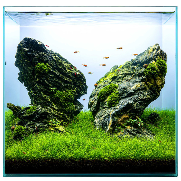 3x Eleocharis sp. "Mini" - Mini-Nadelsimse - in vitro