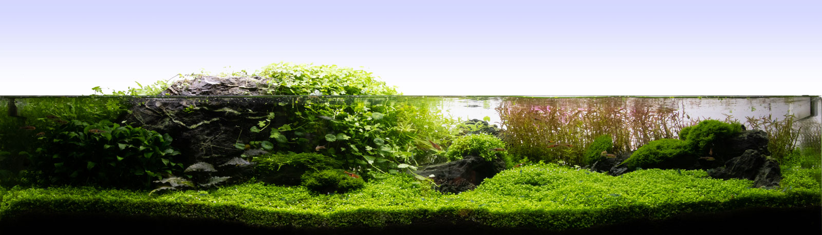 Flaches Aquascape 120x30x20 CM