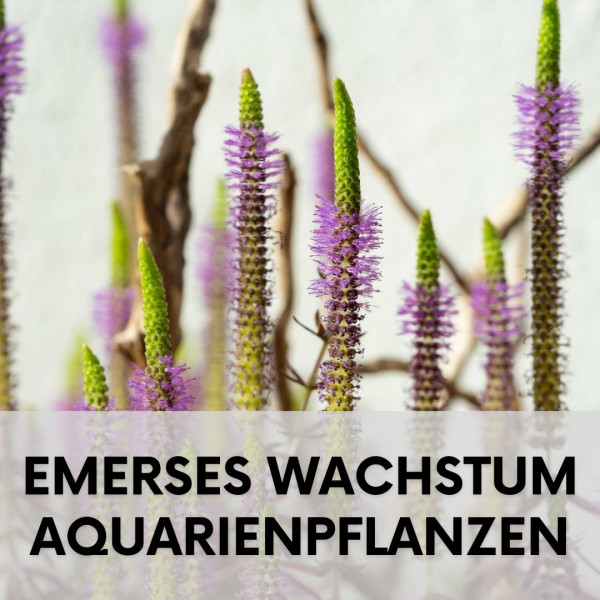 aquarium-pflanzen-emerses-wachstum-blogartikel