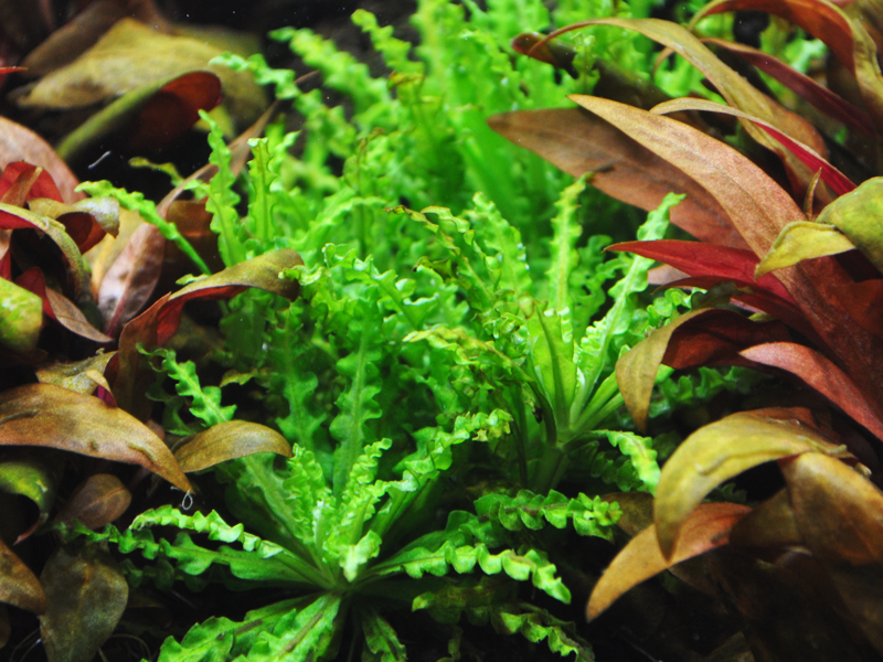 Kleiner Wasserstern Pogostemon helferi zwischen Alternanthera reineckii