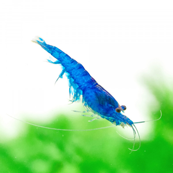 BESTSELLER Neocaridina Garnelen Paket | 8 x Shrimp Lollies geschenkt