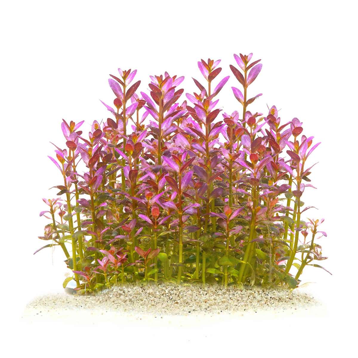 Rotala ramosior "Florida"