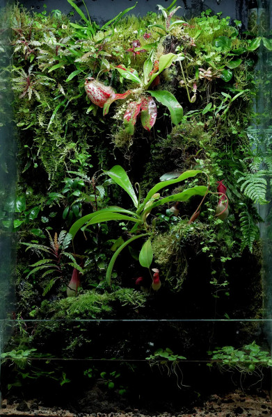 Paludarium Terrarium Bepflanzung
