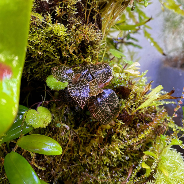 Macodes Anoectochilus roxburghii Firebird im Terrarium / Wabi Kusa