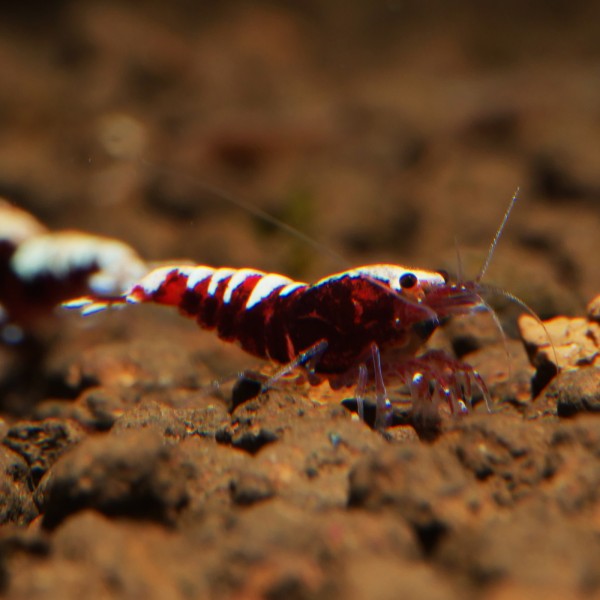 Rote Fishbone Garnele