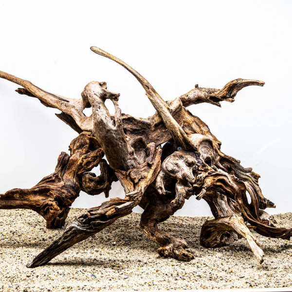 Aquarium mit Flusswurzeln / Driftwood