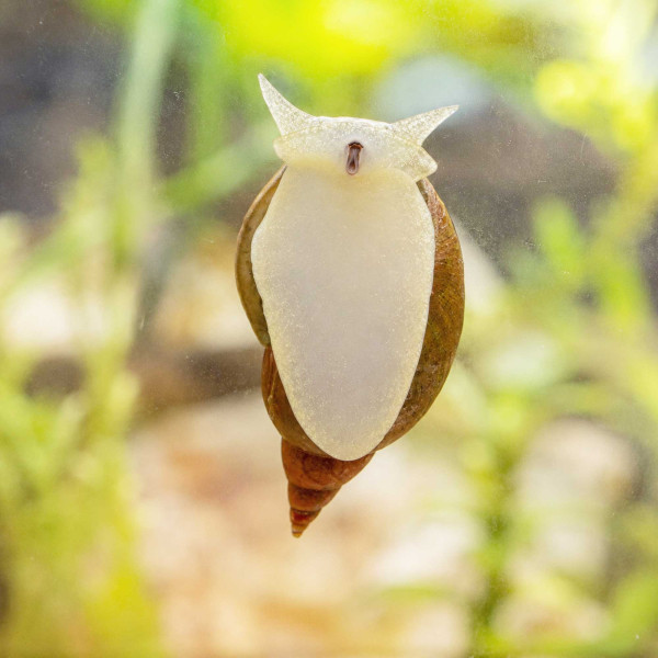 Lymnaea stagnalis | Spitzschlammschnecke