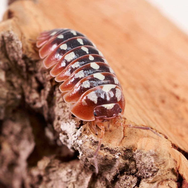 Armadillidium klugii " Montenegro" Assel | DNZ
