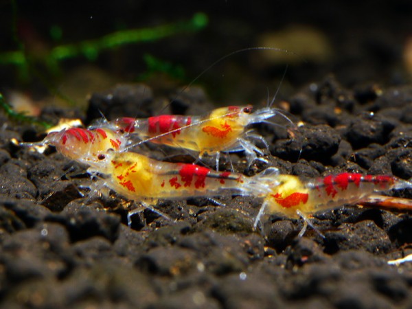 Calceo Bee Garnele, Golden Dragon Bee Garnele