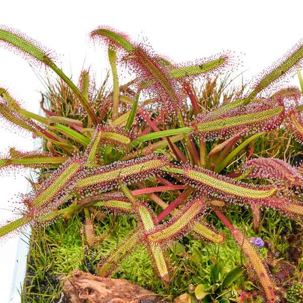 Drosera capenis Kap Sonnentau