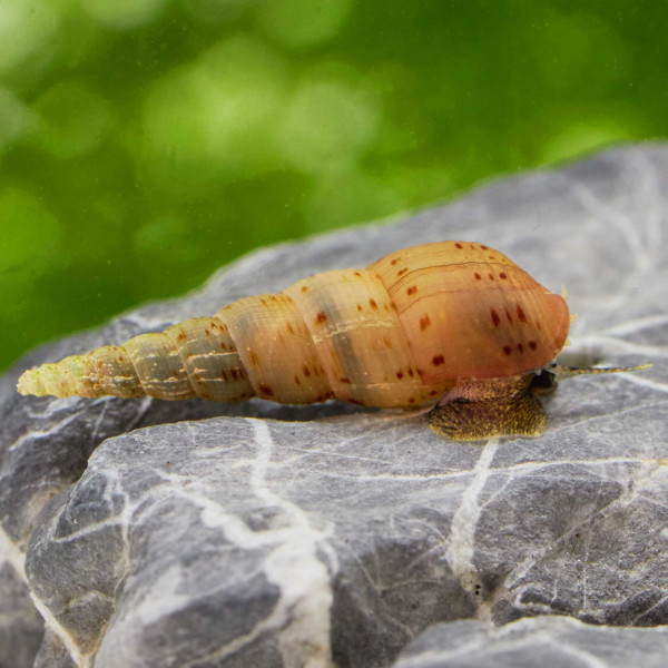 Weiße Turmdeckelschnecke beugt Fäulnis im Aquarium vor