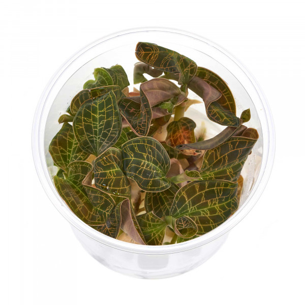 Macodes Petola | Juwelorchidee - in vitro