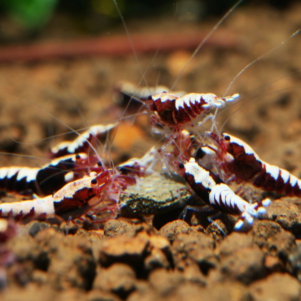 Rote Fishbone Garnele