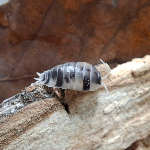 Porcellio laevis “Panda” - DNZ
