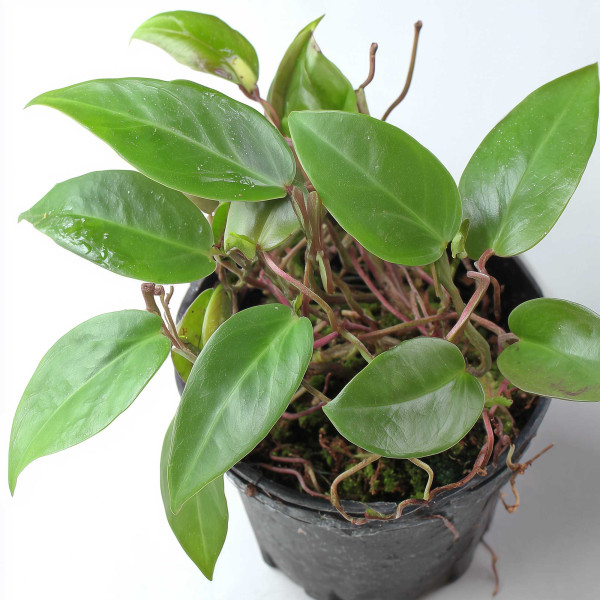 Anthurium scandens | Kriechende Flamingoblume - in vitro