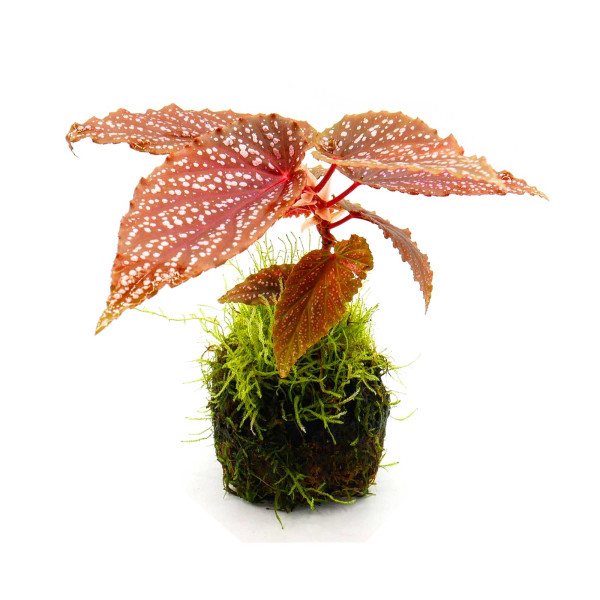 OPAquatics WabiKusa Dirt Ball Ver. 2 Beispiel