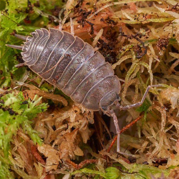 Porcellio laevis “black” Assel | DNZ