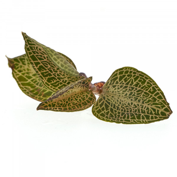 Macodes Anoectochilus roxburghii "Skeleton Hybride" | Skelett Juwelorchidee - 1 Ableger in Torfmoos