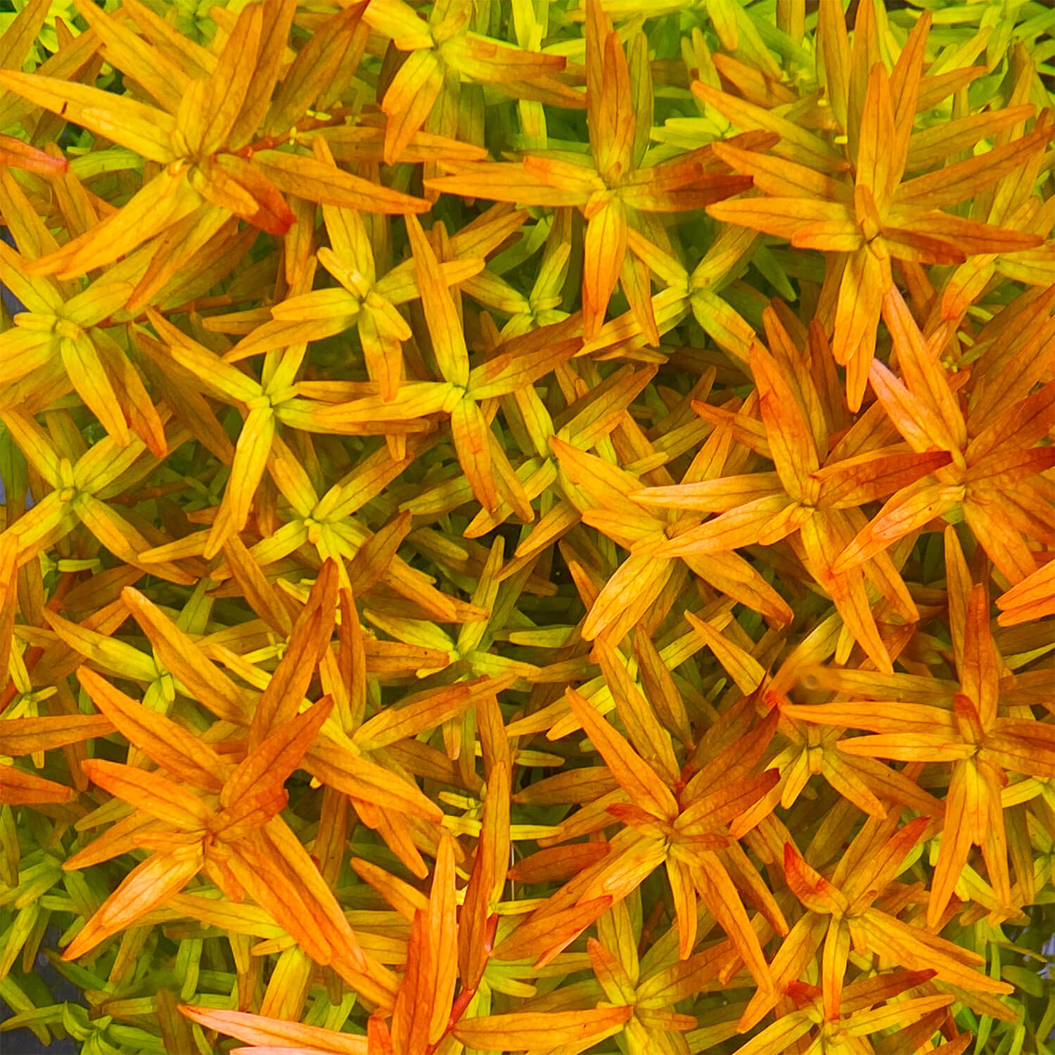 Rotala rotundifolia Orange Juice, eine asiatische Rotala Art