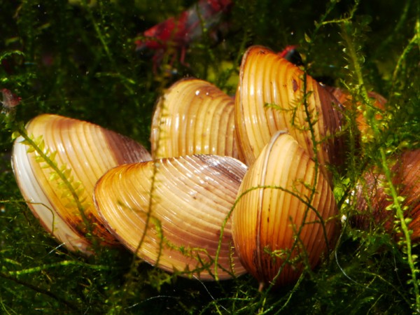 Körbchenmuschel bicolor, Corbicula sp.