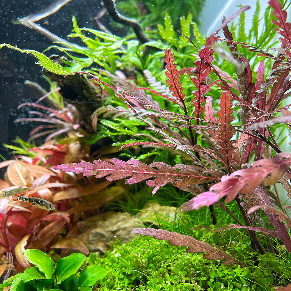 hygrophila pinnatifida, eine Stängelpflanze aus Indien