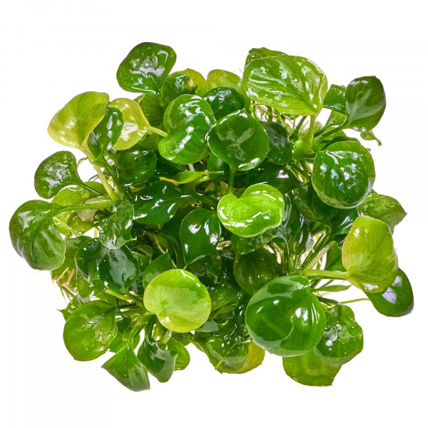 Anubias var. Nana "Gold Coin" | Anubias "Gold Münze"