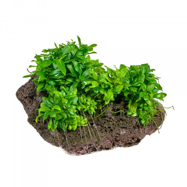 AnubiaPangolino_Stein-1