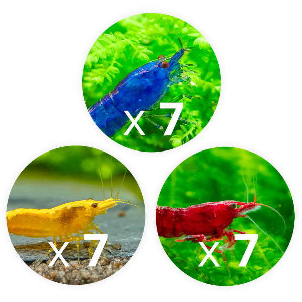 Neocaridina Premium Paket | 24 farbenfrohe Garnelen