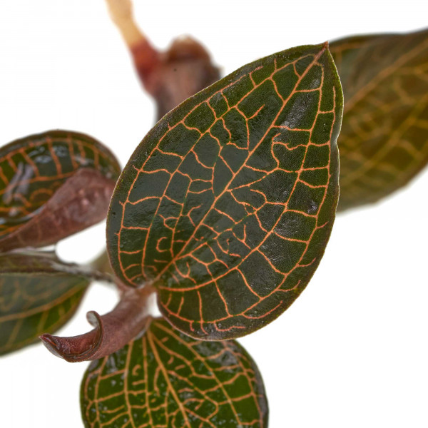 Macodes Anoectochilus roxburghii "Firebird" Macro