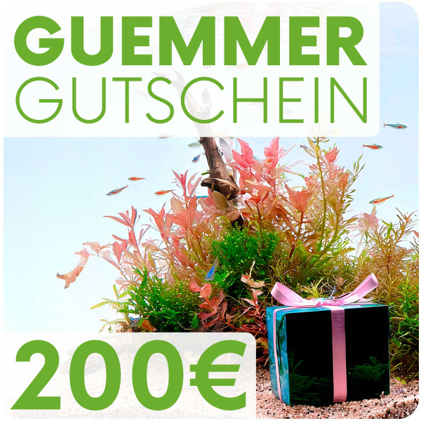 Garnelen-Guemmer Gutschein 200 Euro