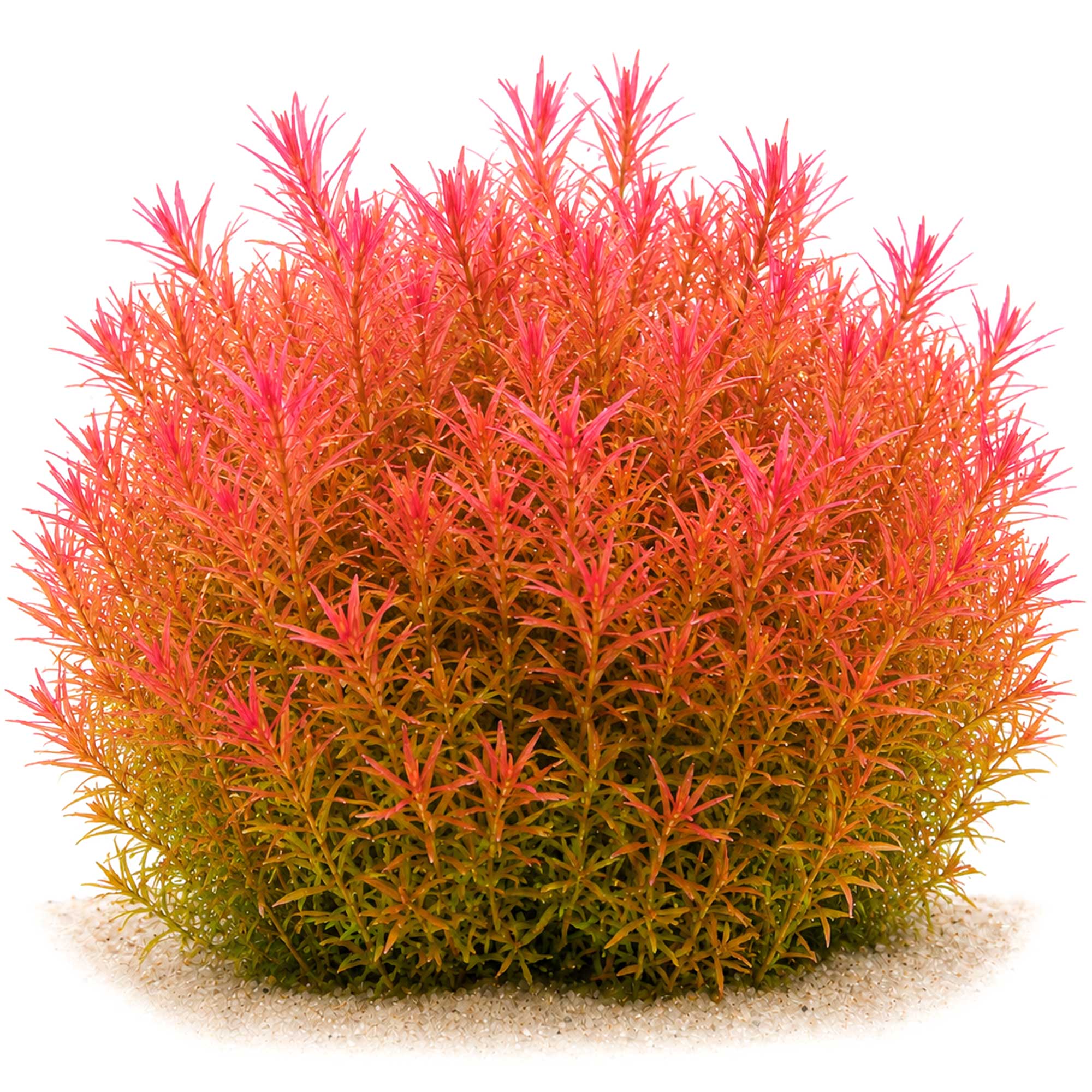 Gewachsene Rotala H'Ra