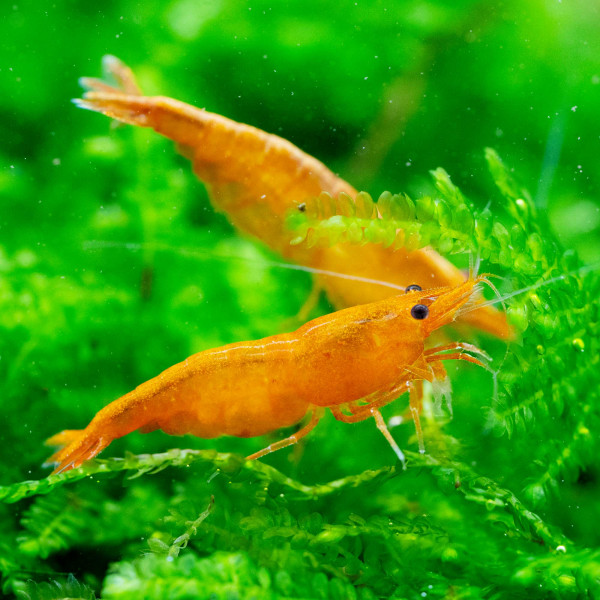 Anfänger Garnelen Set | Neocaridina Mix für Einsteiger