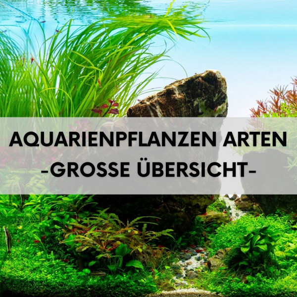 aquarium-pflanzen-arten-thumbnail