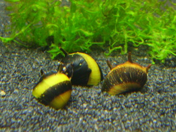 Geweihschnecke Gold / Schwarz | Clithon sp.
