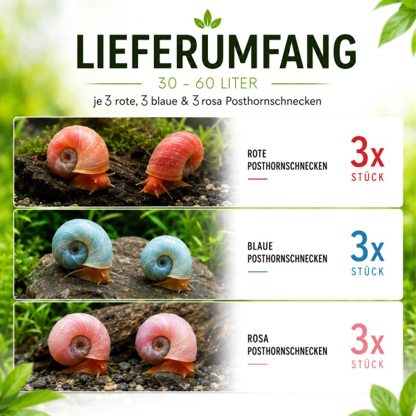 Bunter Posthornschnecken Mix Rot, Blau & Rosa Lieferumfang 30-60 Liter