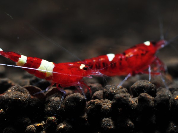 Red Wine und Red Ruby Garnelen mixed - rote Taiwan Bee