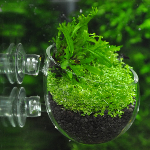 Plant-PotiWGyTF55Arpbg