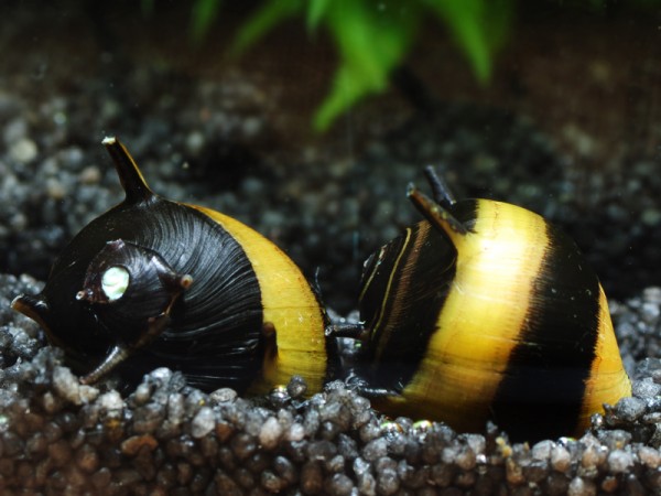 Geweihschnecke Gold / Schwarz | Clithon sp. - Größe S